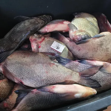 Peipsi Korter Διαμέρισμα